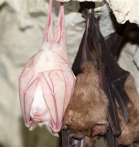 An albino bat : aww