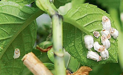 Wollläuse an der Hortensie Schnell und effektiv bekämpfen selbst de