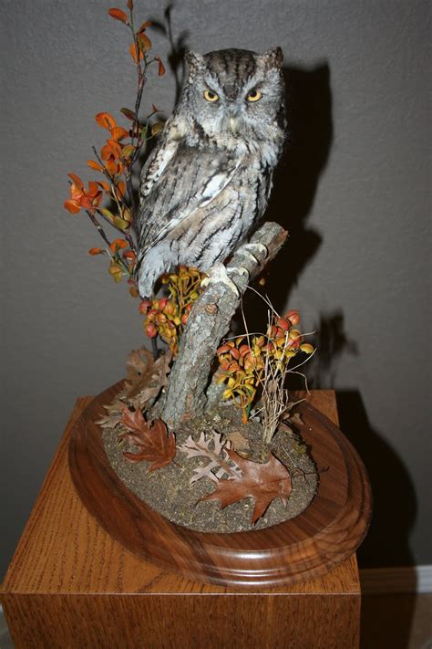 The Taxidermists Wife Eastern Screech Owl Mount For River Bend Nature