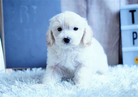 Honey the Cockapoo ($1,400) - Top Dog Puppies