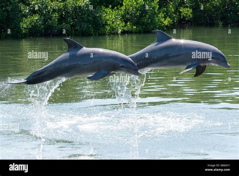 Dolphins At A Dolphin Show In Varadero Cuba Stock Photo Alamy