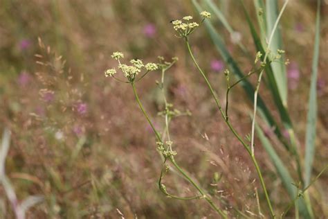 Silaum Silaus Wiesensilge Gew Hnliche Wiesensilge Silau Flickr