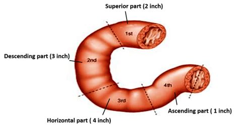 Duodenum – Anatomy QA