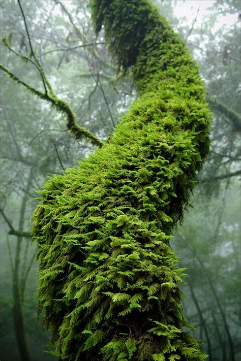 Is Moss Bad For Trees? - What to do if moss is growing on your tree