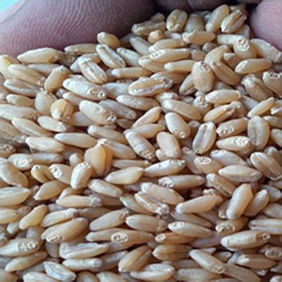 Common Wheat Seeds at Best Price in Murshidabad, West Bengal ...