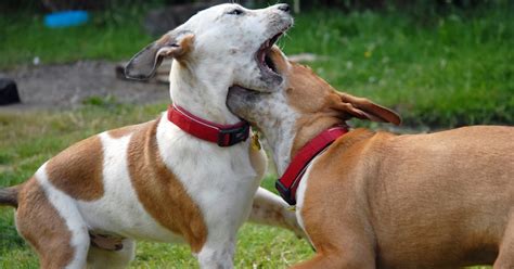 Patas De Magdalena Del Mar Que Debemos Hacer En Caso De Pelea De Perros