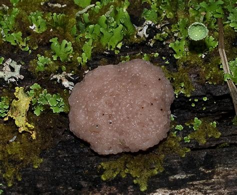 Pink Slime Mold 1 Of 2 Flickr Photo Sharing