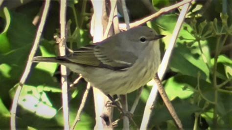 Cape May Warbler (Female) | BirdForum