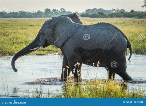 Elephant Stretches Trunk While Wading Through River Stock Photo Image