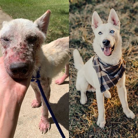 My foster dog’s before and after adoption : r/BeforeNAfterAdoption