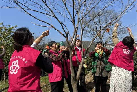 湖州市各级妇联组织积极开展植树添绿活动澎湃号·政务澎湃新闻 The Paper