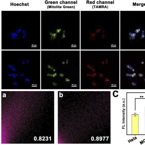 A Clsm Images Of Mcf Cells And Hela Cells Incubated With Pdncs B