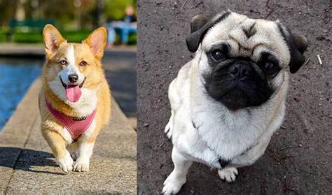 Introducing The Family Friendly Corgi Pug Mix