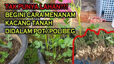 Teknik Budidaya Tanaman Kacang Tanah Klogems