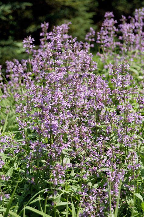 How to Plant and Grow Catmint