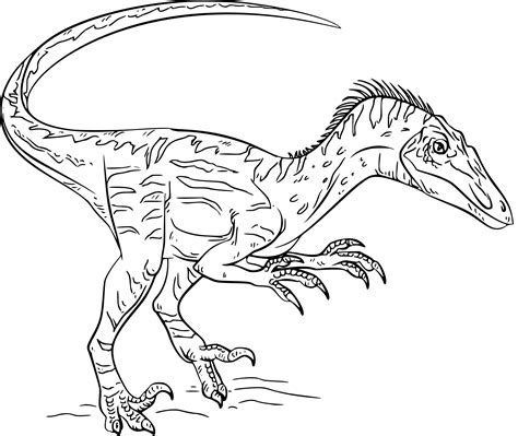 Coloriage Dinosaure Velociraptor gratuit à imprimer Coloriages info