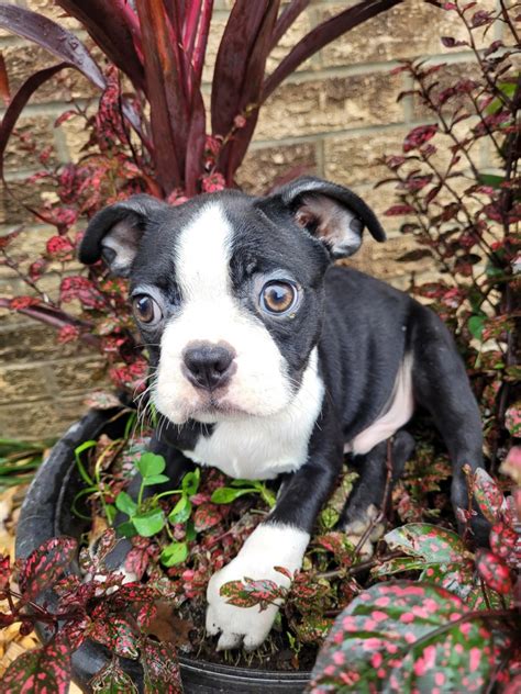 Boston Terrier For Sale In Cass County Petzlover