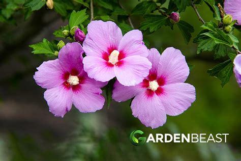 Rose Of Sharon Guide How To Grow And Care For Hibiscus Syriacus