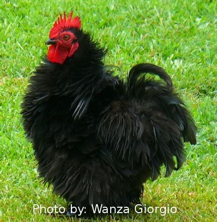 Murray McMurray Hatchery Black Frizzle Cochin Bantam