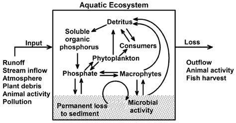 2. A qualitative model of the phosphorus cycle in an aquatic ecosystem ...