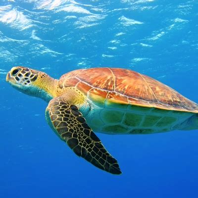 From Bodrum Dalyan Cruise Turtle Beach Mud Baths