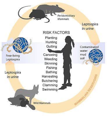 leptospirosis rnpedia