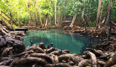 Fungsi Hutan Mangrove Beserta Pengertian Dan Gambarnya