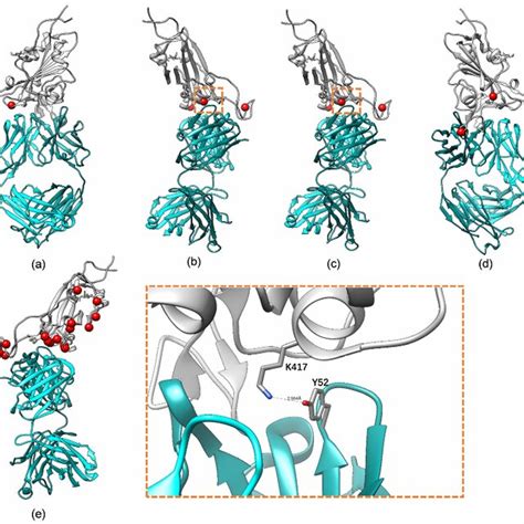 Spatial Binding Diagram Of SARS CoV 2 RBD ACE2 Receptor And CV30