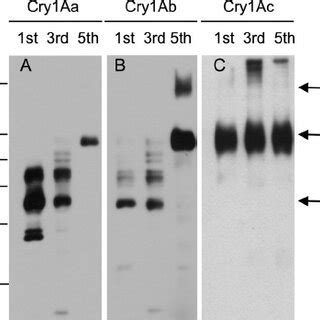 Differential Binding Of Cry1A Toxins To Manduca Sexta BBMV Proteins