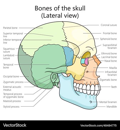 Human Skull Bone Structure Diagram Medical Science