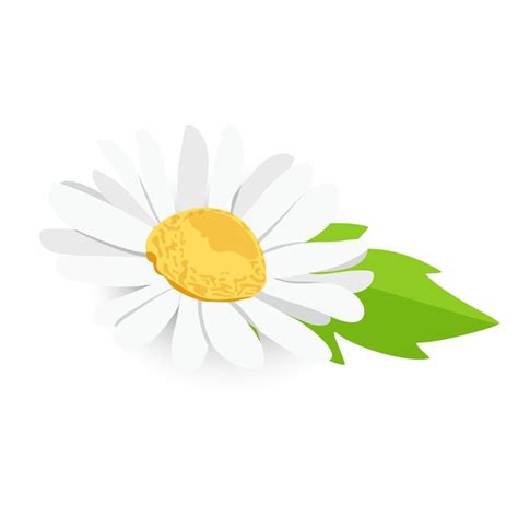 Premium Vector Beautiful Daisy Chamomile Flower