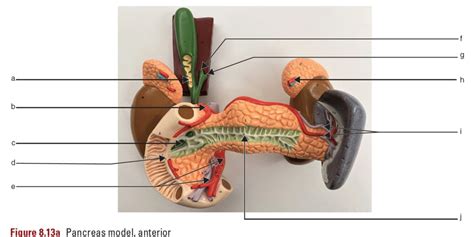 Pancreas Model Anterior Lab 8 8 13a Diagram Quizlet