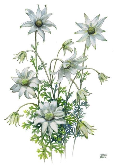 Flannel Flowers Print by Debra Meier Art, Native Art Print, Flower ...