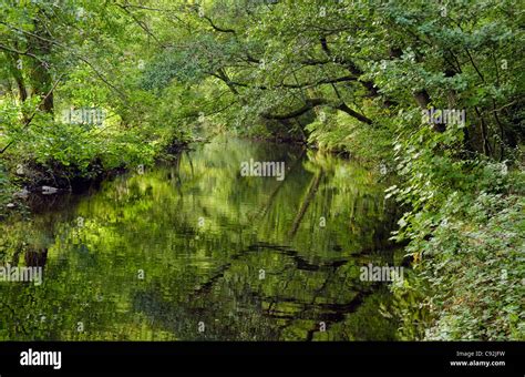 Late Summer Overhanging Tree Branches And Reflections Over The River