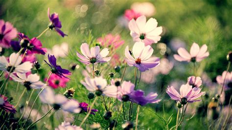 🔥 [40+] Cosmos Flower Wallpapers | WallpaperSafari