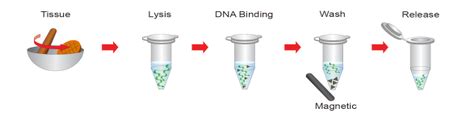 Tissue Genomic Isolation With Magnetic Beads Geneon Bioscience