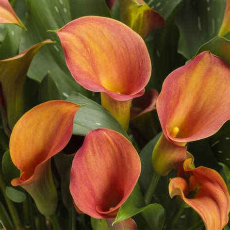 Growing And Caring For Calla Lily The Ultimate Guide Proven Winners