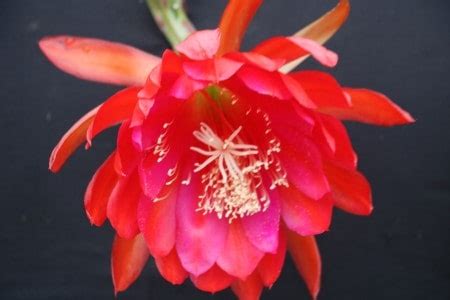 Madame Coco - Epiphyllum