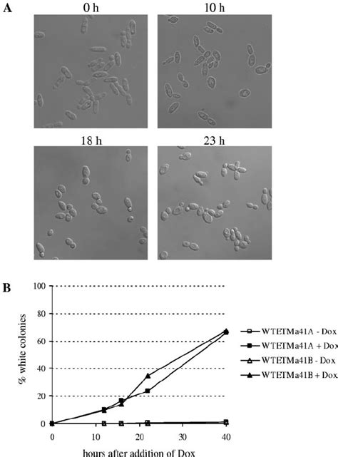 Tetracycline Induced Expression Of The MTL A 1 Gene Forces MTL Opaque