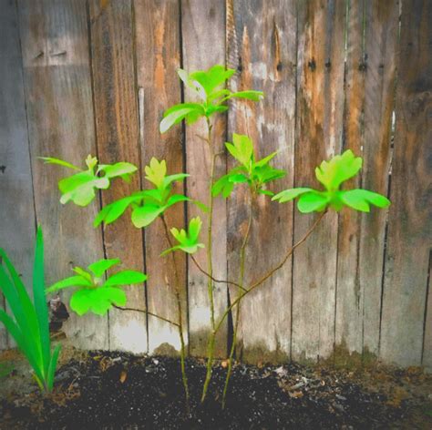 Sassafras Trees X2 Buy Sell Garden Trees Plants Sassafras Etsy