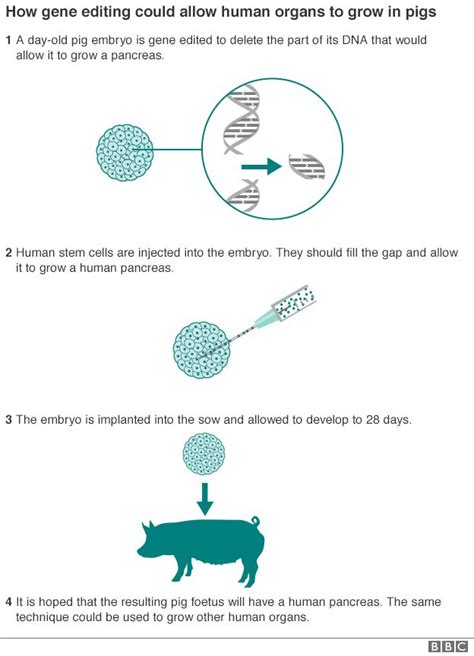 Us Bid To Grow Human Organs For Transplant Inside Pigs Bbc News