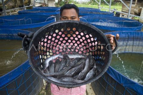 Budi Daya Ikan Lele Sistem Bioflok Antara Foto