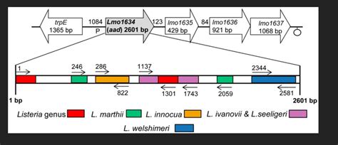 How To Make A Schematic Diagram Of Gene And Primer Binding Sites