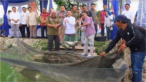 Bsb Pemkot Palembang Bantu Pelaku Usaha Budidaya Ikan Belida Thailand