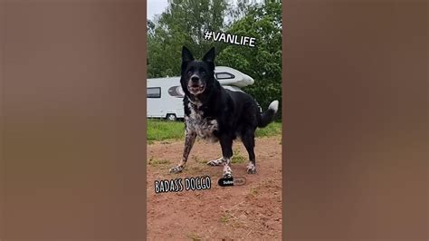 Badass Doggo You Decide 😁👍 ️ Shorts Vanlife Youtube