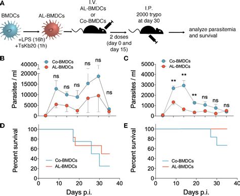 Frontiers Immunization With Lipopolysaccharide Activated Dendritic