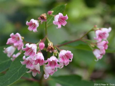 Apocynum androsaemifolium (Spreading Dogbane): Minnesota Wildflowers