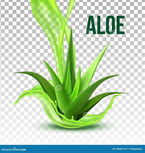 Realistic Foliage Green Plant Aloe Vera Vector Stock Vector