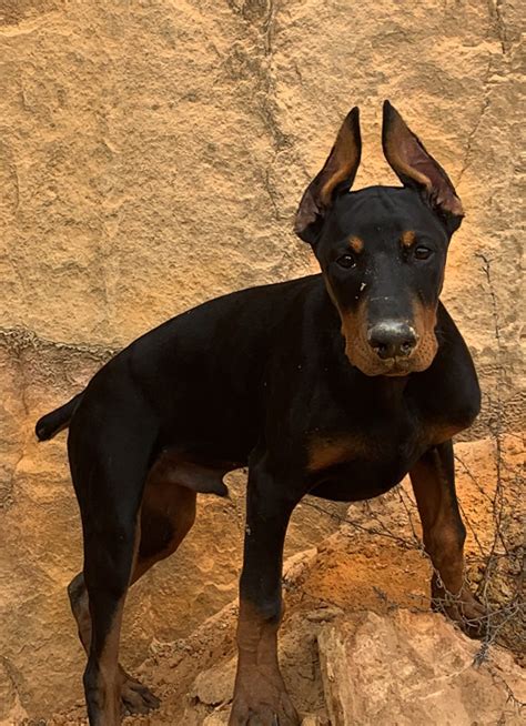 Doberman Photo Gallery Breeder Located In Central Florida