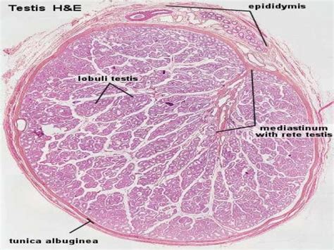 Histology Of Testis By Dr Mohammad Manzoor Mashwani